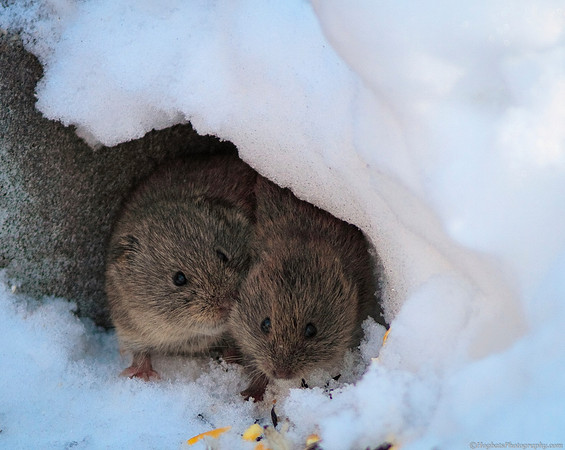 Meadow Vole, Wind River Canyon, Wyoming