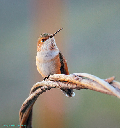 Wyoming, Wind River Canyon, Baby Rufous Hummingbird