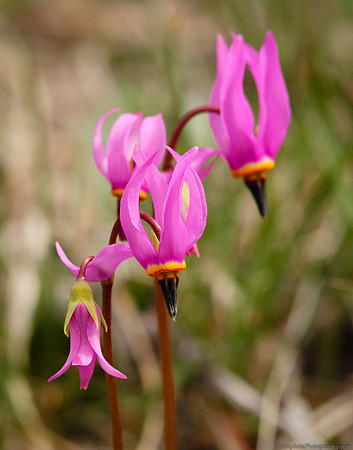 Shooting Star Wildflowers - Wind River Canyon, Wyoming