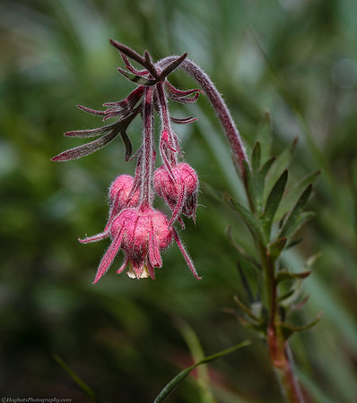 Prairie Smoke, Old Man's Wiskers - Wind River Canyon