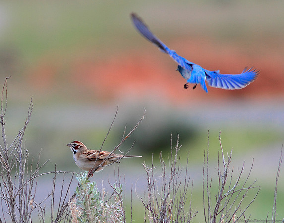 Mountain Bluebird chasing off a Lark Sparrow in Wyoming.