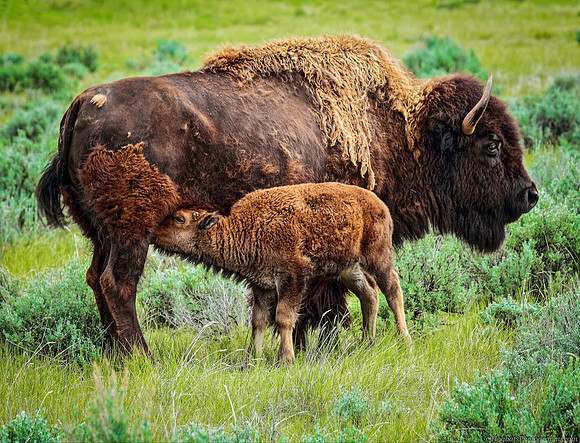 Nursing Baby American Buffalo, Wyoming.
