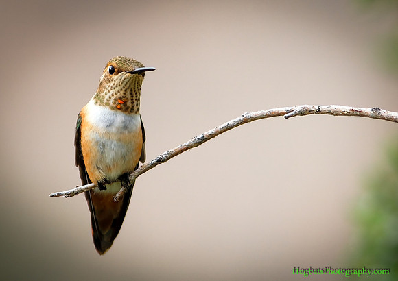Rufous Hummingbird, "Out on a Limb" - Wind River Canyon, Wyoming