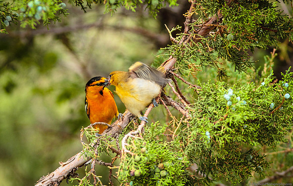 Bullock's Oriole (m) feeding daughter - Wind River Canyon