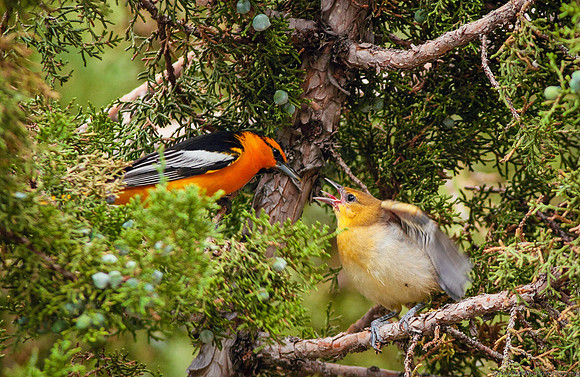 Bullock's Oriole male feeding daughter - Wind River Canyon