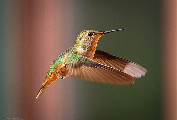 Rufous Hummingbird female in flight photographed in the Wind River Canyon, Wyoming