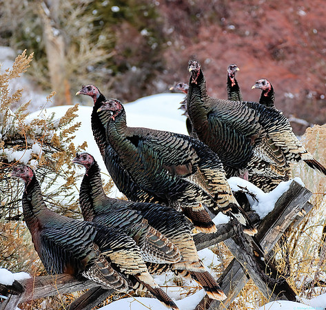 Wild Turkeys in the Wind River Canyon