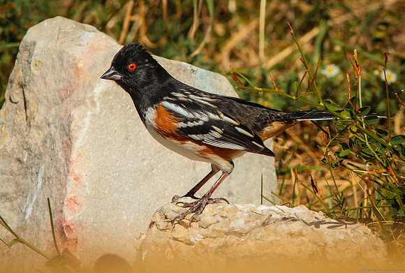 Wyoming, Wind River Canyon - Spotted Towhee