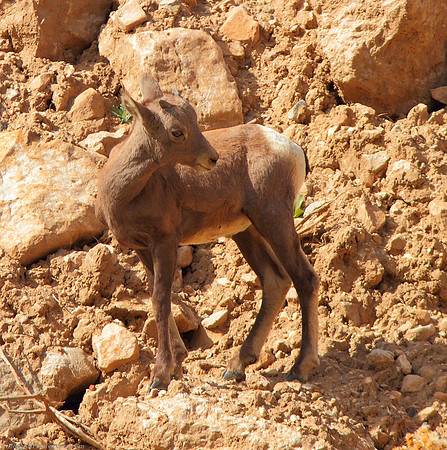 Bighorn Sheep Baby - Wind River Canyon, Wyoming