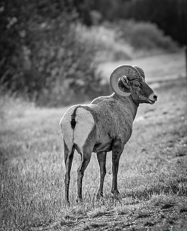 Bighorn Sheep Ram imaged in monohrome