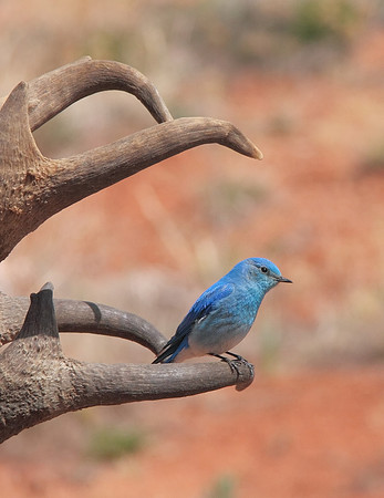 Mountain Bluebird, Wind River Canyon,WY