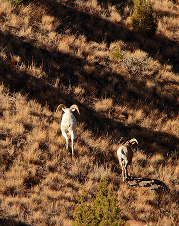 Albino Bighorn Sheep, "Snowflake & The Kid"-Wind River Canyon, Wyoming