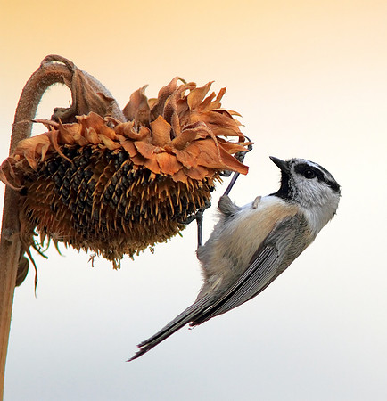 Mountain Chickadee-Wind River Canyon,WY