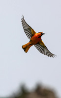 Birds 1