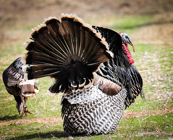 Wild Turkey male in Display