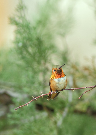 Rufous Hummingbird (m), Wind River Canyon, Wyoming