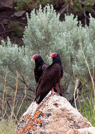 Vulture, Dumb & Dumber-Wind River Canyon, Wyoming