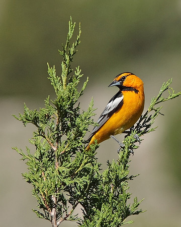 Bullock's Oriole, Wind River Canyon, Wyoming