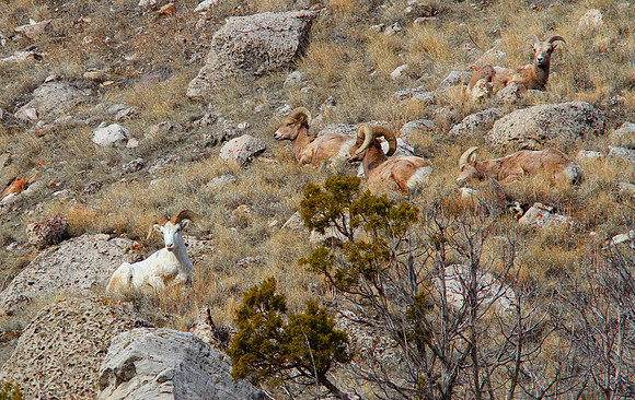 Snowflake Relaxing with Friends-Wind River Canyon, Wyoming