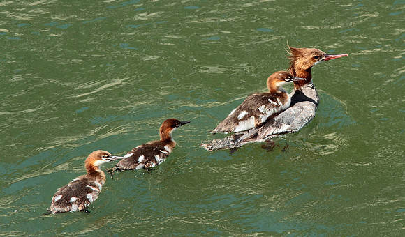 Merganser Duck with Babies-Wind River Canyon,Wyoming