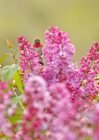 Broad-Tailed Hummingbird, Wind River Canyon, Wyoming