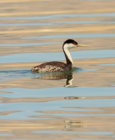Western Grebe - Boysen Reservoir, Wyoming