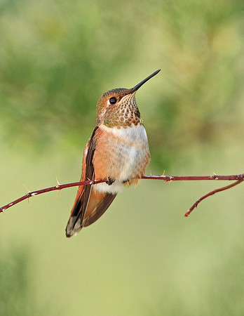 Baby Rufous Hummingbird, Wind River Canyon, WY - 2nd Place - 47th Cody Art Show