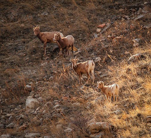 Wyoming, Wind River Canyon, Four Bighorn Sheep Ewes