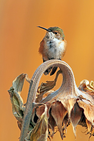 Hummingbird Baby, "twisted beak" - Wind River Canyon,WY