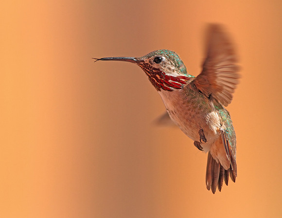 Calliope Hummingbird, Male, Wind River Canyon, Wyoming