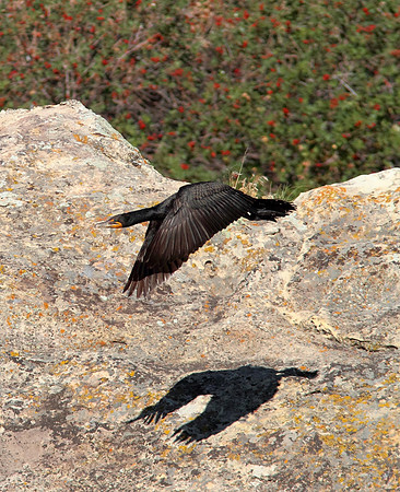 Cormorant-Wind River Canyon,Wyoming