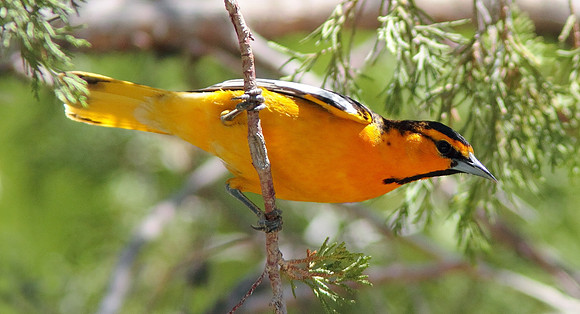 Bullock's Oriole-Wind River Canyon,Wyoming