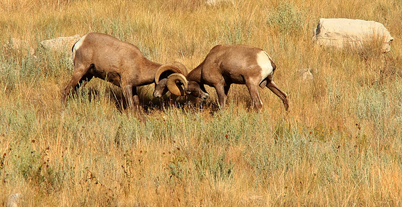 Bighorn Sheep Jousting-Wind River Canyon, Wyoming