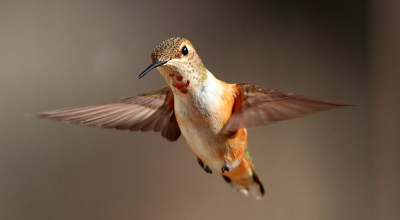 Rufous Hummingbird, "female in flight" Wind River Canyon, WY