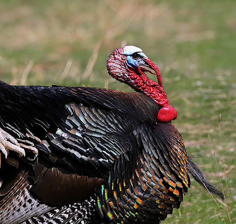 Wild Turkey male During Mating Season