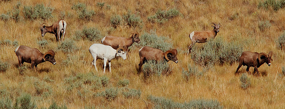Albino Bighorn Sheep-Wind River Canyon, Wyoming