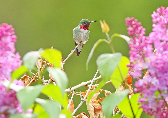 Broad-Tailed Hummingbird, Wind River Canyon, Wyoming