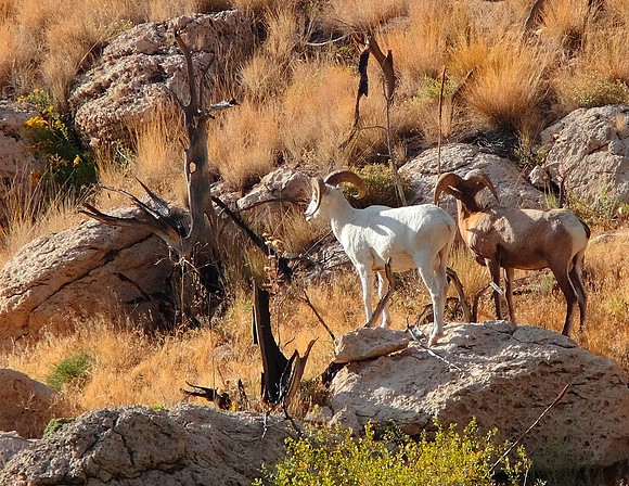 Albino Bighorn Sheep & Friend-Wind River Canyon, Wyoming