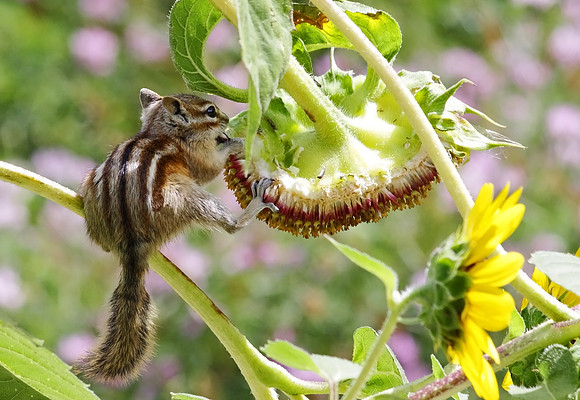 Chipmunk, "The Acrobat"-Wind River Canyon, Wyoming