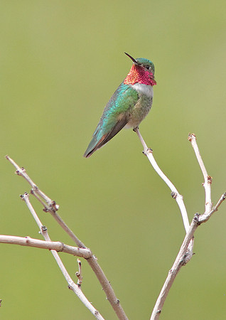 Broad-Tailed Hummingbird, Wind River Canyon, Wyoming