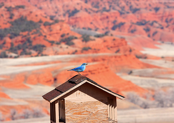 Bluebird Landscape-Thermopolis, Wyoming