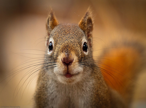 Portrait of a Squirrel_Wind River Canyon, Wyoming