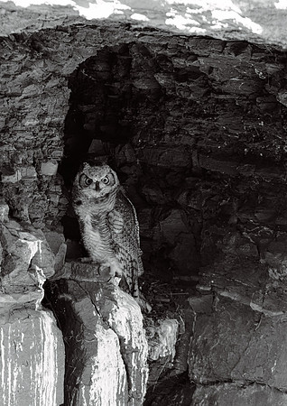 Great Horned Owl monochrome