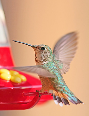 Rufous Hummingbird (f)-Wind River Canyon, Wyoming