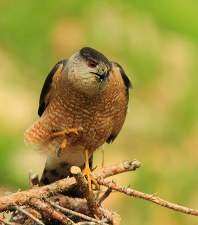 Cooper's Hawk-Wind River Canyon, Wyoming
