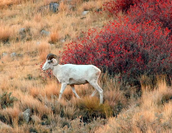 Albino Bighorn, Snowflake & Red Bush-Wind River Canyon, WY