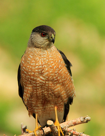 Cooper's Hawk,(m)-Wind River Canyon, Wyoming