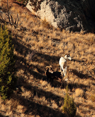 Albino Bighorn Sheep, Snowflake & Friend @ Sunset- Wind River Canyon