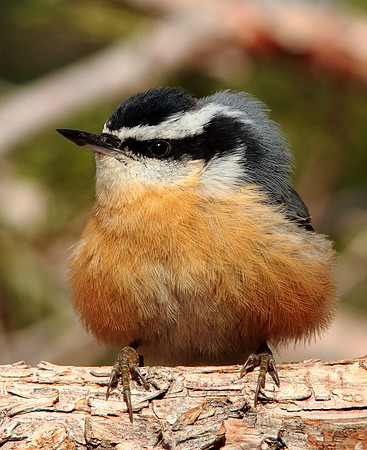 Red-breasted Nuthatch-"October Morning"-Wind River Canyon, Wyoming