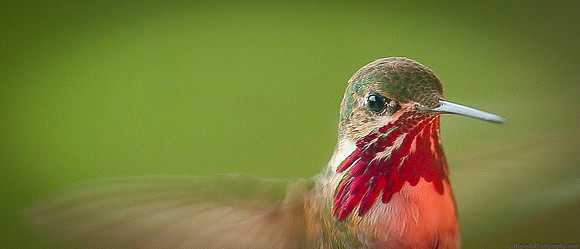 Artistic Photographic Portrait of a Calliope Hummingbird in Wyoming